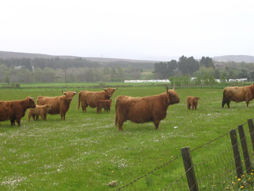 Highlander Hotel 'A Bespoke Hotel' Newtonmore Eksteriør bilde